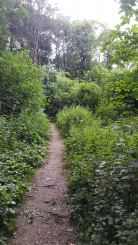 Picture of a forest track